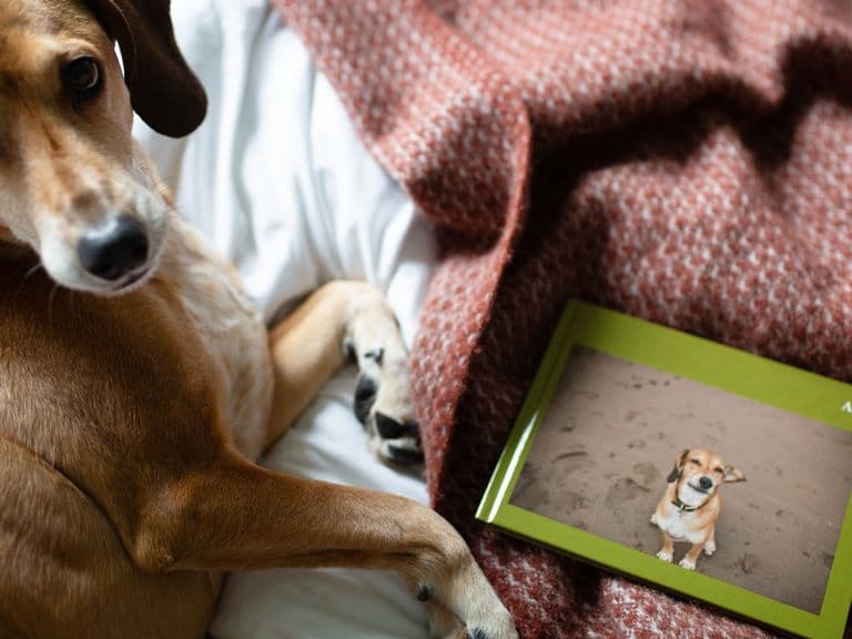 How to turn your favourite pet images into a photo book