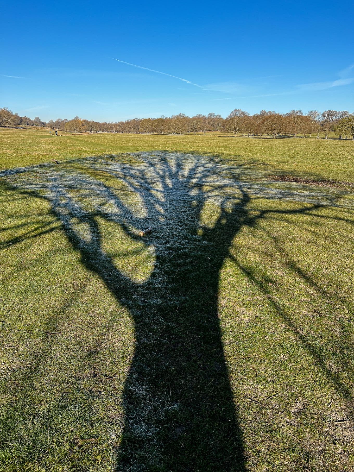 A tree's shadow photographed at Golden Hour in Richmond Park, London