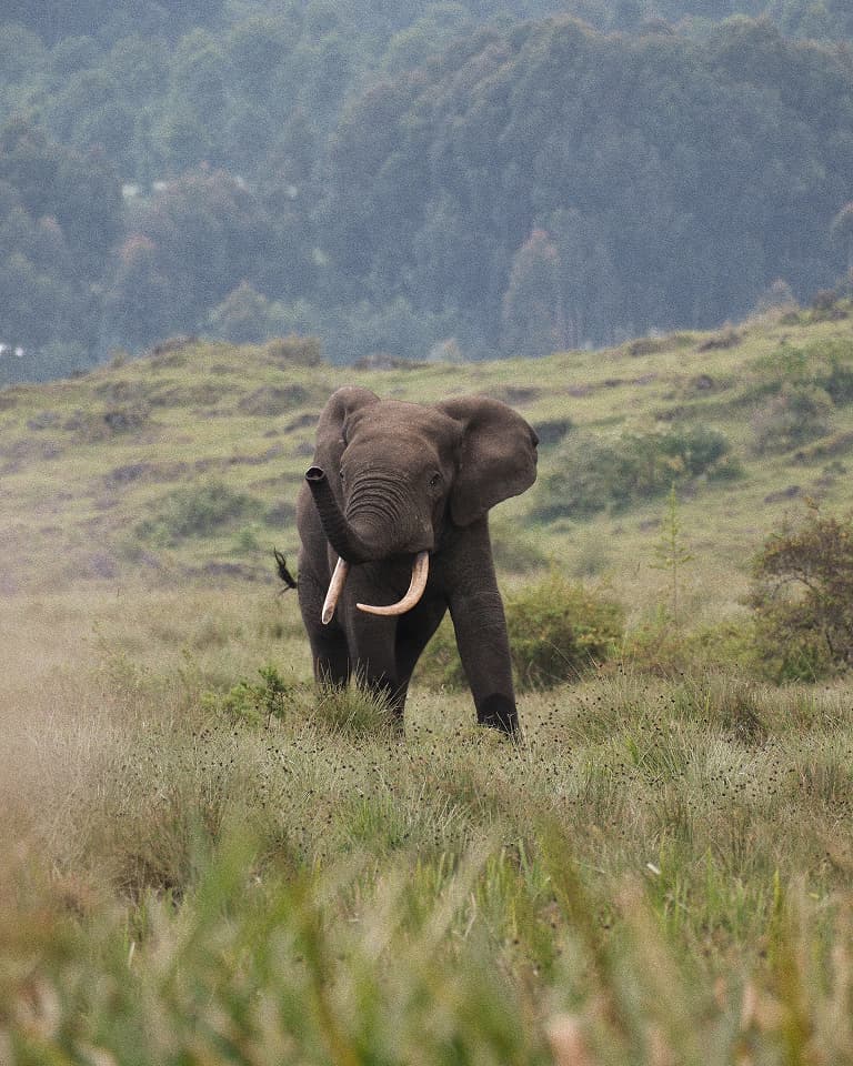 An elephant with large tusks stands in a grassy field, surrounded by distant trees and hills in the background.