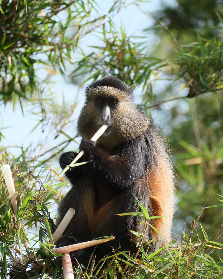 A monkey with light and dark fur sits in a tree, holding and chewing on a stick, surrounded by green leaves and branches.