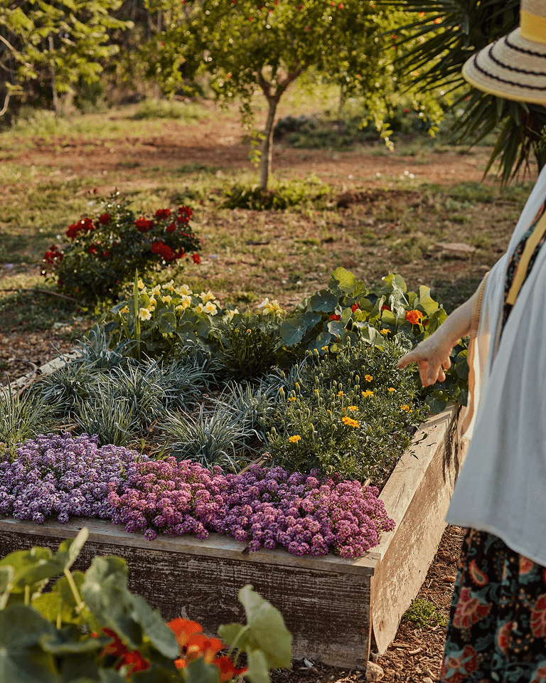 A lush garden bed with blooming purple, yellow, and orange flowers, surrounded by greenery. A person in a straw hat points at the plants.