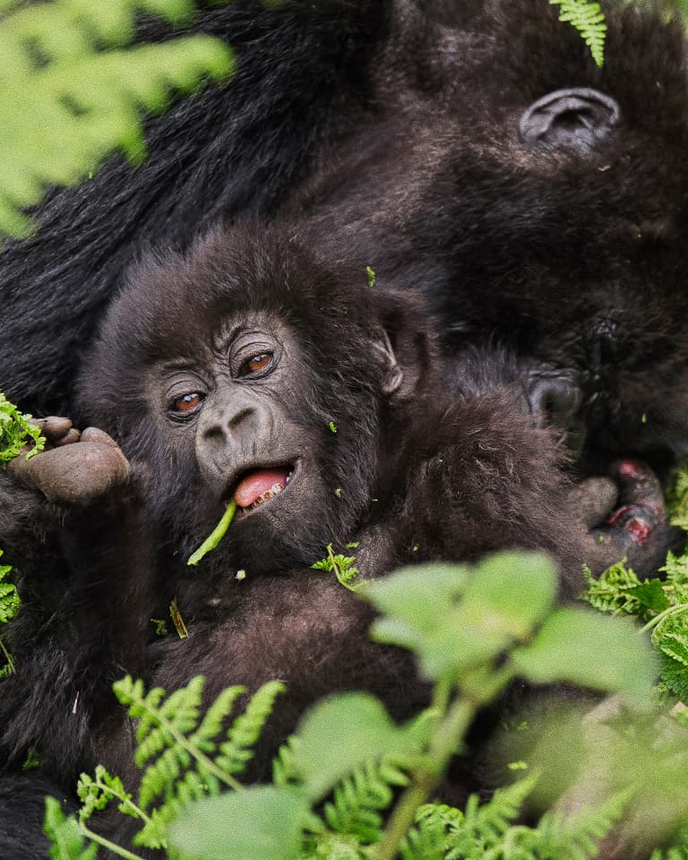 Young gorilla lying in lush green foliage, eating a leaf. Its eyes are bright, and it rests against an adult gorilla partially visible behind.