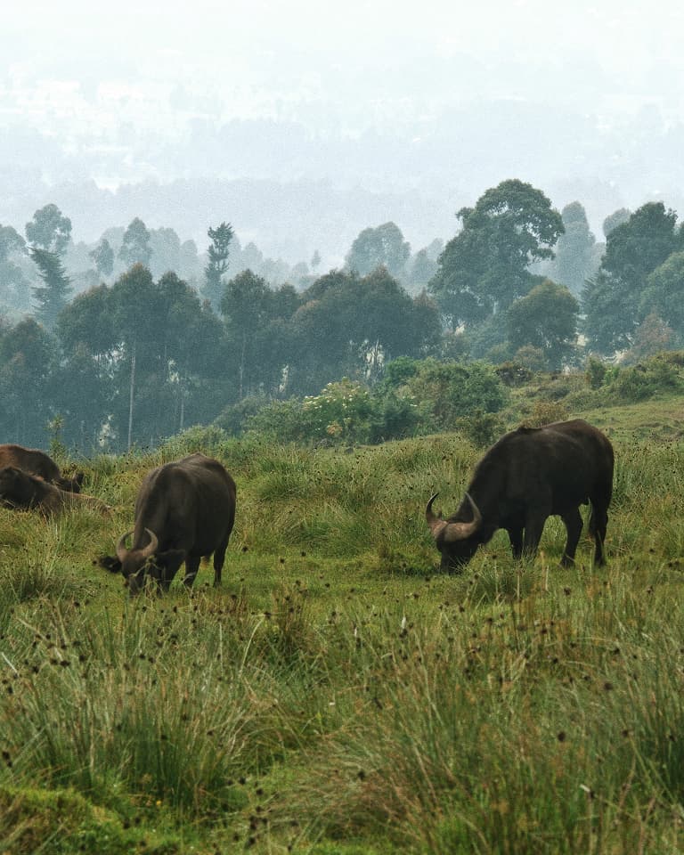 Buffaloes grazing on a grassy hillside with a backdrop of tall trees and a misty sky.