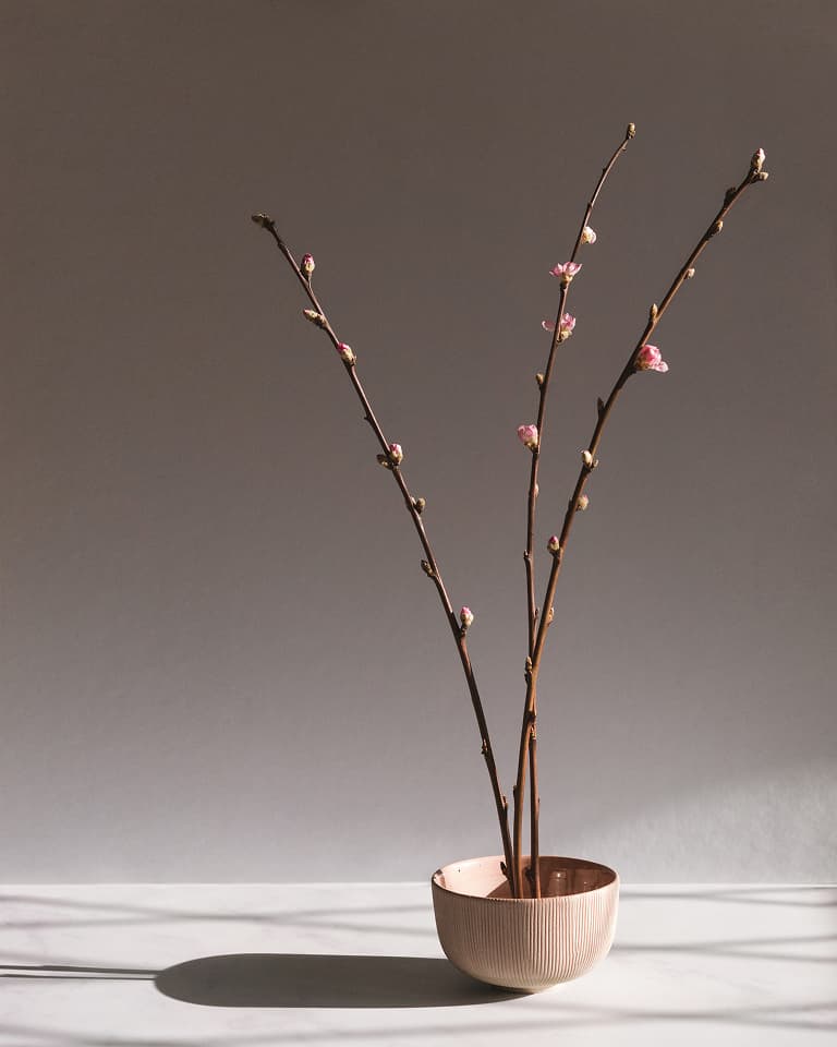 spring stems with pink blooms