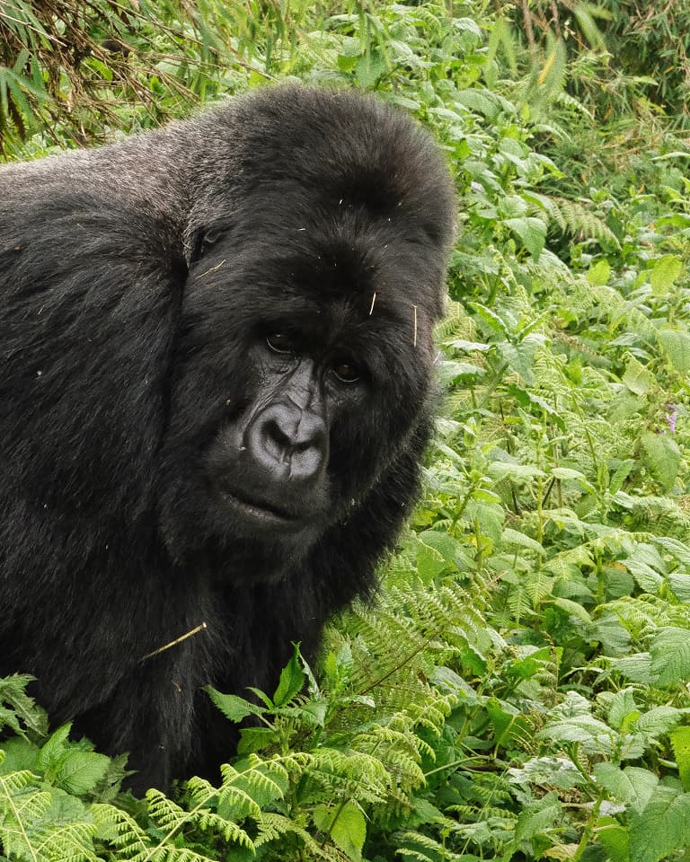 A gorilla stands amidst lush green foliage, gazing directly at the camera with an inquisitive expression.