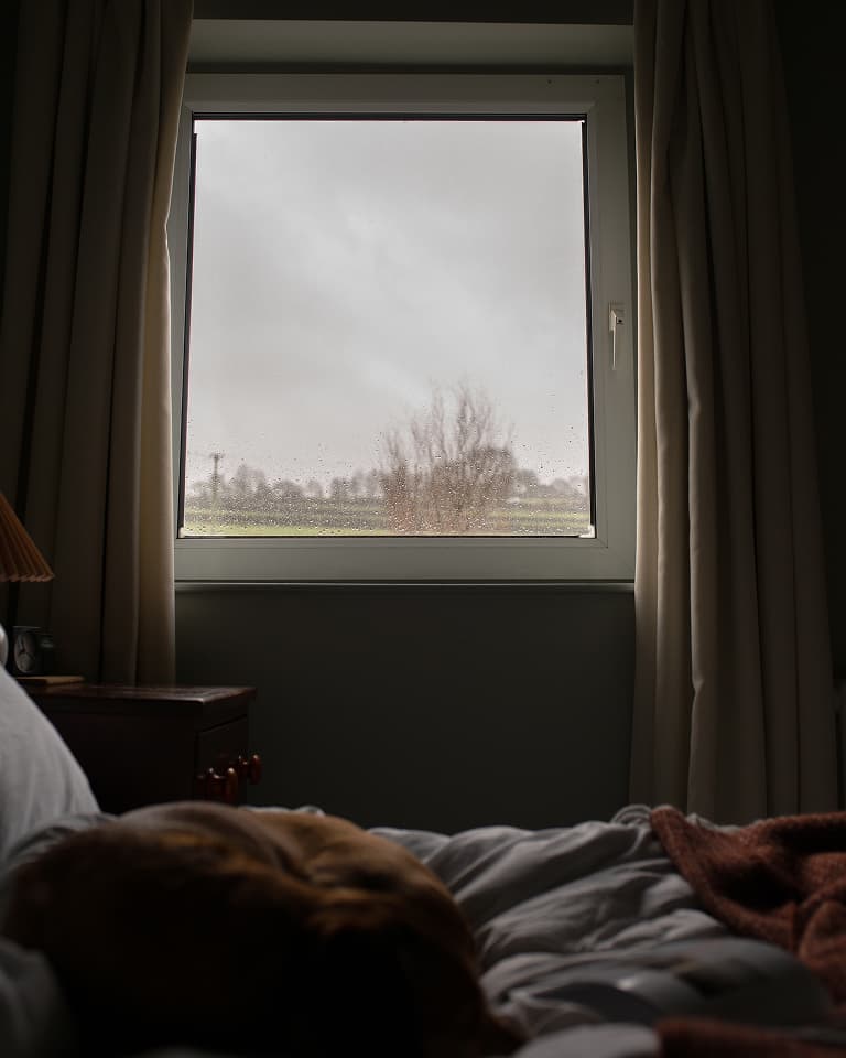 dog rests near a window with a view of trees
