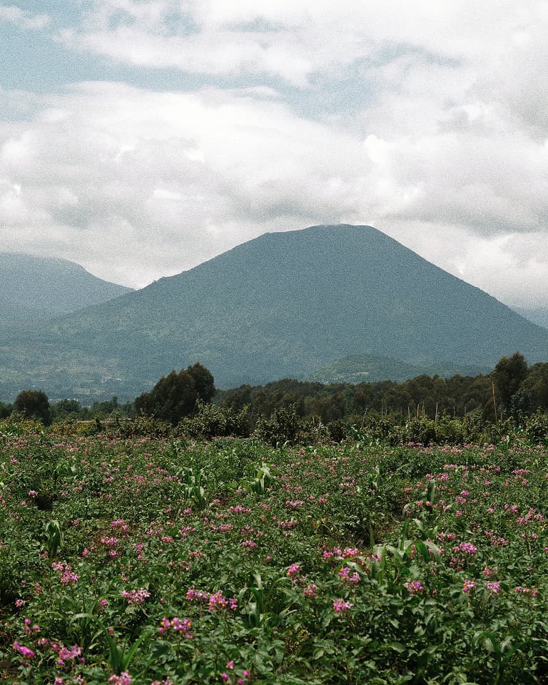 Lush green field with pink flowers in the foreground and a large, cloud-covered mountain in the background under a partly cloudy sky.