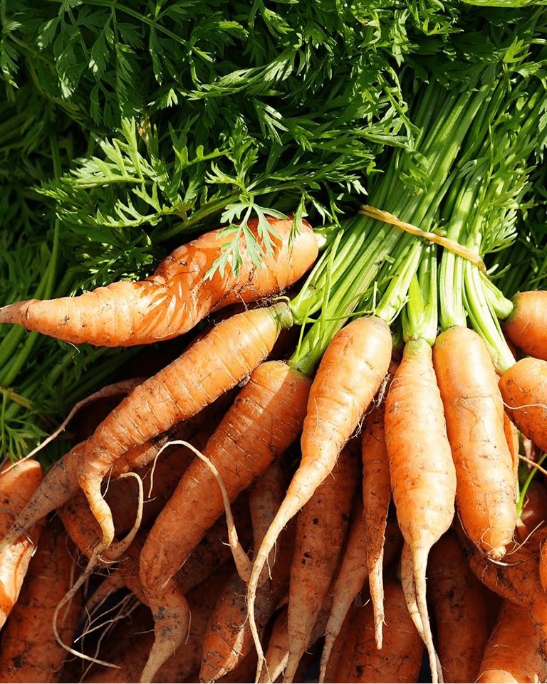 A bunch of freshly harvested carrots with vibrant green tops, showcasing their earthy texture and bright orange color.