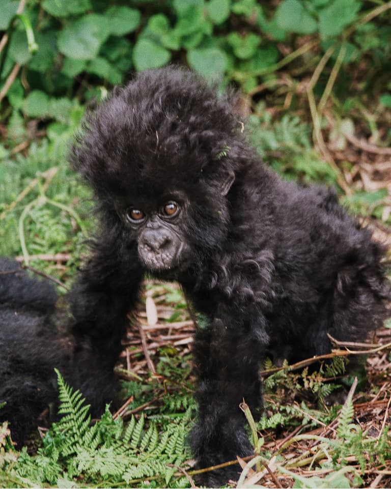 A small gorilla with fluffy black fur sits on the ground surrounded by green foliage, looking curiously forward.