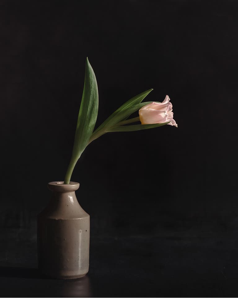 tulip in a vase